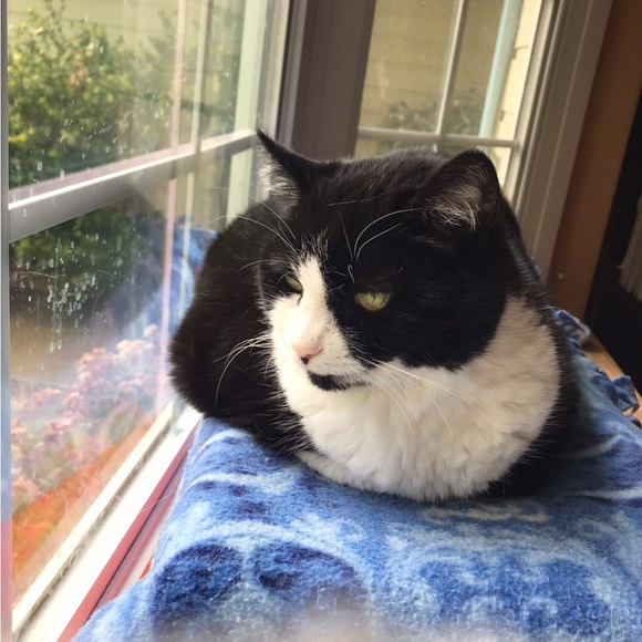 Meet your Posher, Mariah - Picture 4 of 7